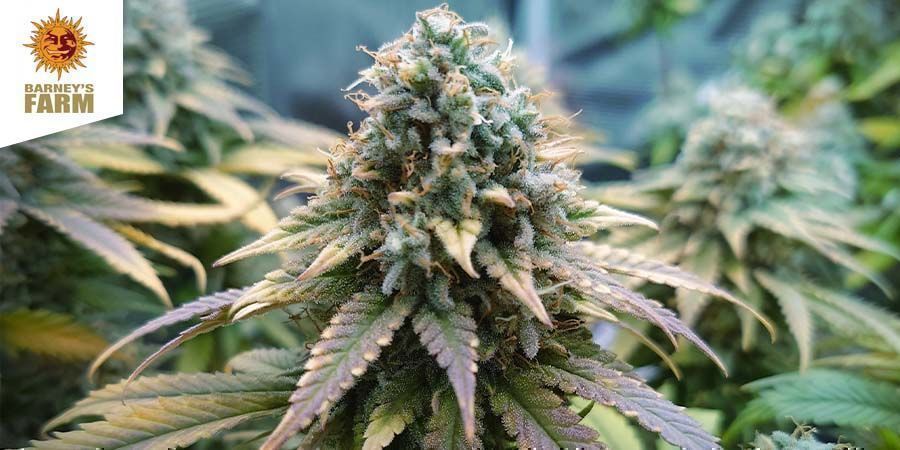 Amnesia Lemon (Barney&rsquo;s Farm)