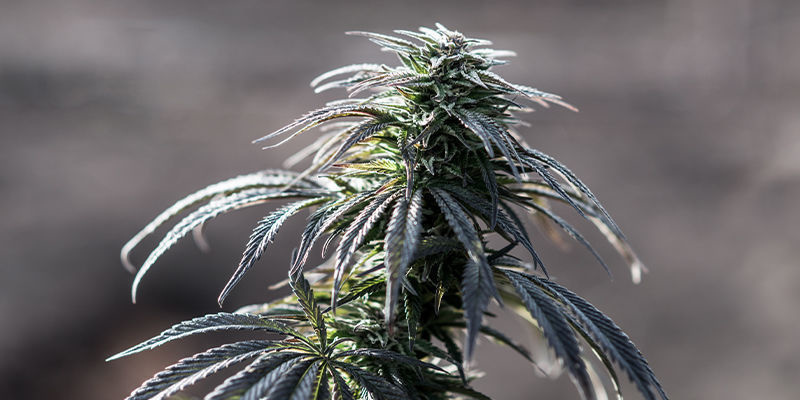 Afghan Skunk (Advanced Seeds)