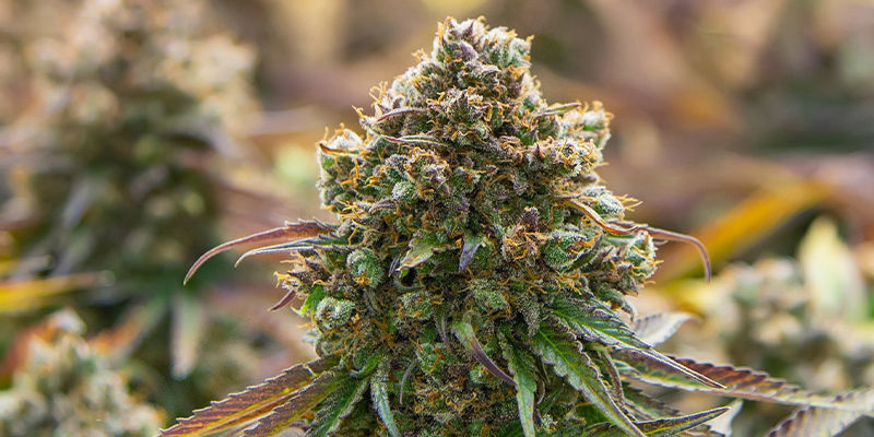 Autoflower or photoperiod strains?