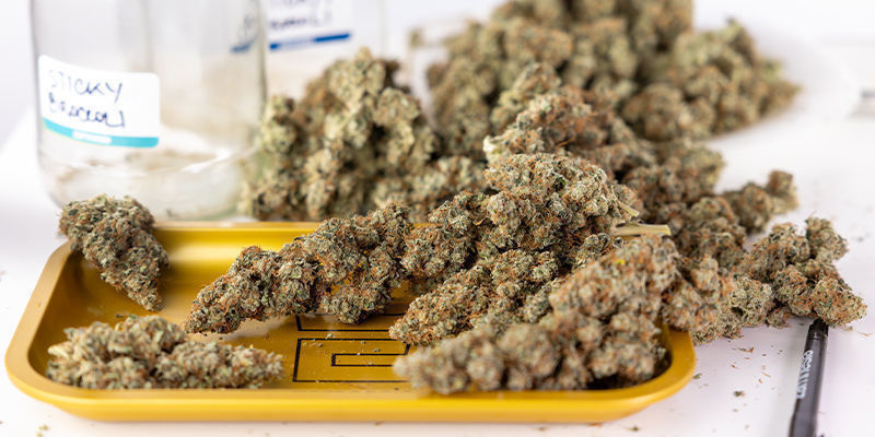 Od sem&iacute;nka po sklizeň: Jak dos&aacute;hnout nejlep&scaron;&iacute;ch indoor v&yacute;nosů