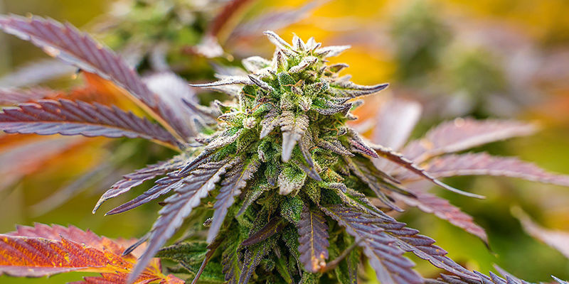 Fruit Punch (Zamnesia Seeds)