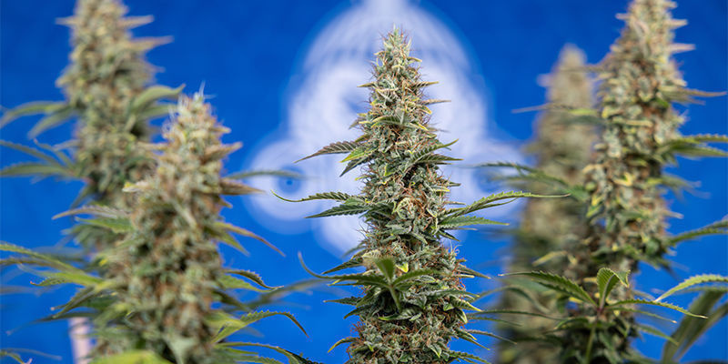 Ghost Train Haze Automatic