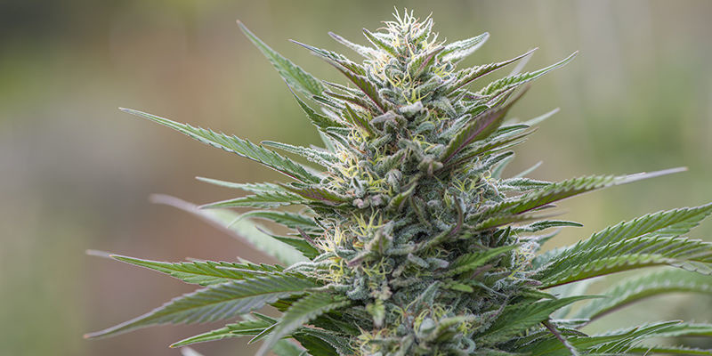 Great White Shark (Greenhouse Seeds)