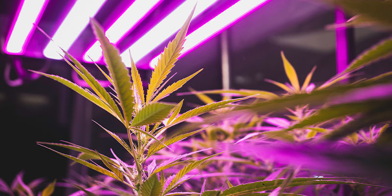 Indoor cannabis cultivation tips: Lighting, ventilation & more
