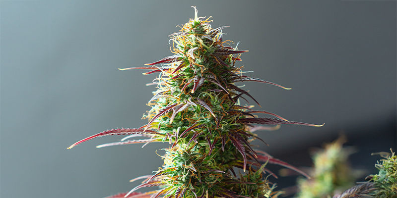 Mimosa x Orange Punch (Barney's Farm)