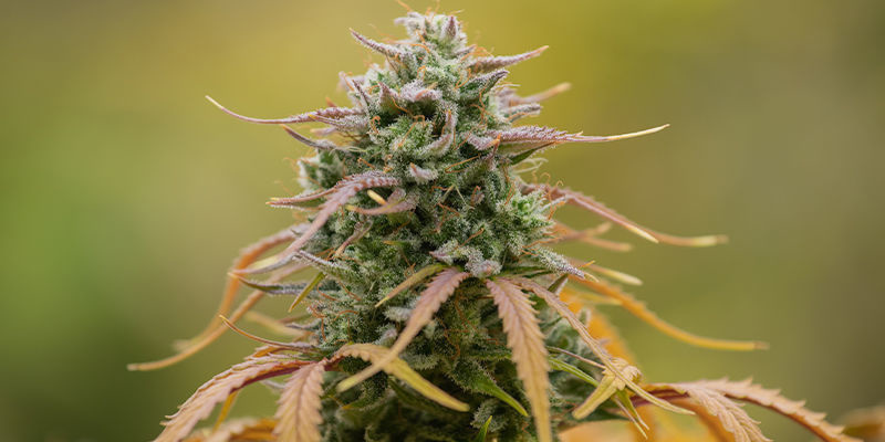 Orange Sherbet Auto (FastBuds)