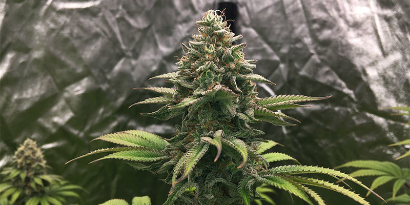 Wedding Crasher (Royal Queen Seeds)