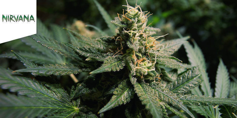 Dobrodružstv&iacute; - Hawaii Maui Waui