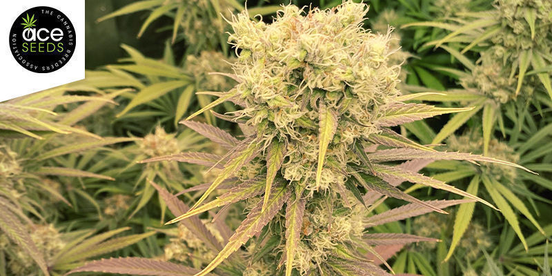 Historick&eacute; - Malawi