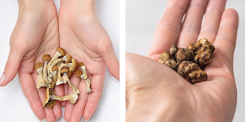 Shrnut&iacute; magick&yacute;ch lan&yacute;žů a lysohl&aacute;vek