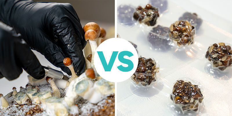 Magic truffles vs magic mushrooms