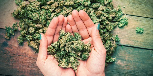 Banana: Vlastnosti při pěstov&aacute;n&iacute; a genetika