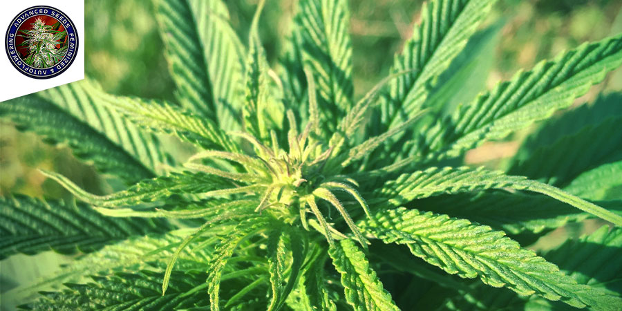 Shark Widow CBD (Advanced Seeds) feminizovan&aacute;