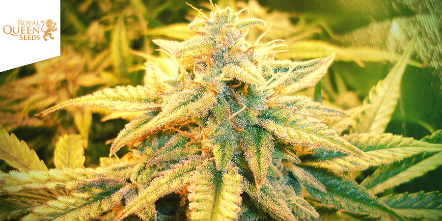 Fast Eddy (Royal Queen Seeds) feminizovan&aacute;