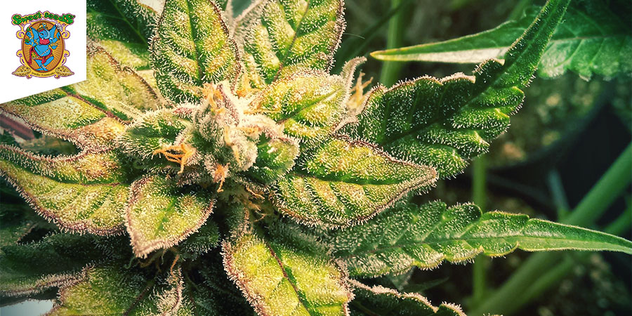 Sweet Nurse Auto CBD (Sweet Seeds) Feminizovan&aacute;