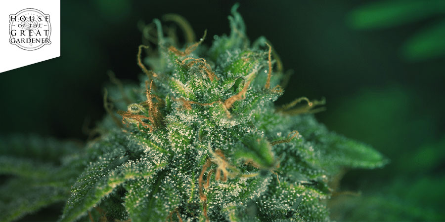 CBD Ren&eacute; (House Of The Great Gardener)