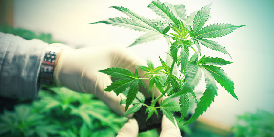 CO JE L&Eacute;KAŘSK&Eacute; KONOP&Iacute;?