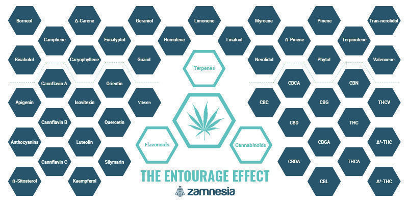 The Entourage Effect &mdash; One Of Cannabis' Great Mysteries