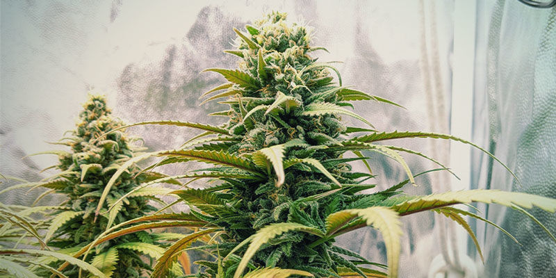 Northern Lights konop&iacute;