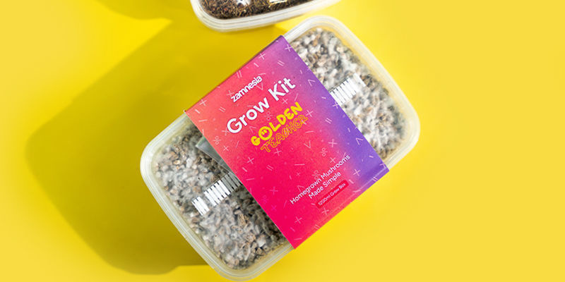 Fresh Mushrooms Grow Kit &ldquo;Golden Teacher&rdquo;