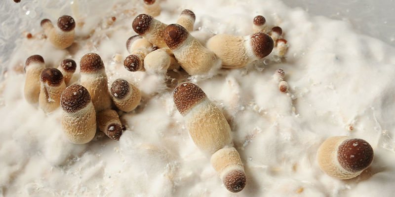 Navigace světem pěstebn&iacute;ch sad na houby