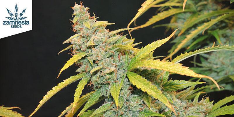 Auto Purple CousKush Feminizovan&aacute;