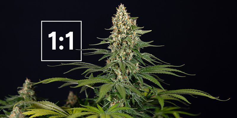 Nejlep&scaron;&iacute; odrůdy konop&iacute; s poměrem 1:1 CBD:THC