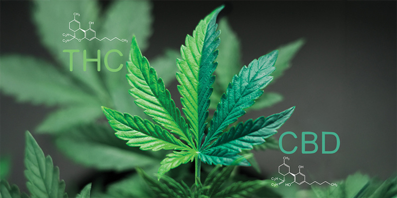 Co je poměr 1:1 CBD:THC?