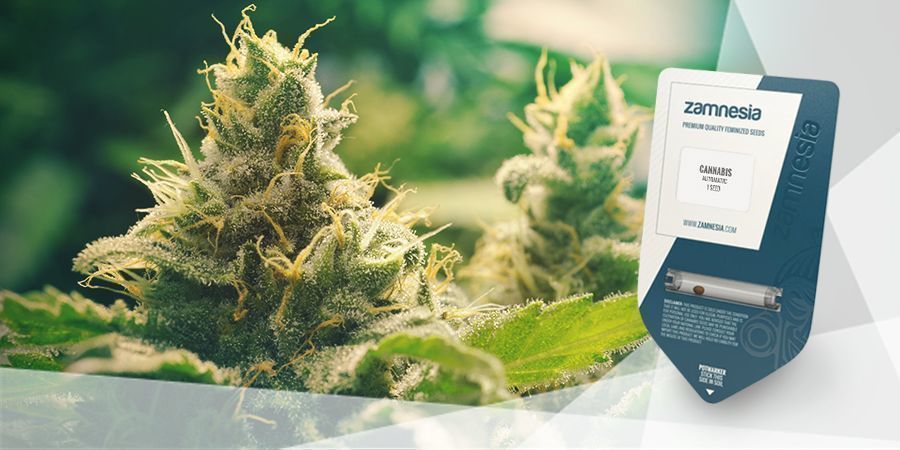 Jak připravit konopn&yacute; čaj