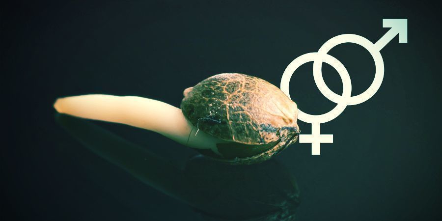 Pozn&aacute;te pohlav&iacute; semen konop&iacute;?