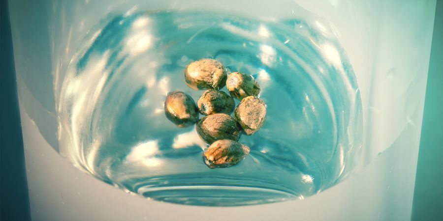 Způsoby, jak otestovat semena konop&iacute;