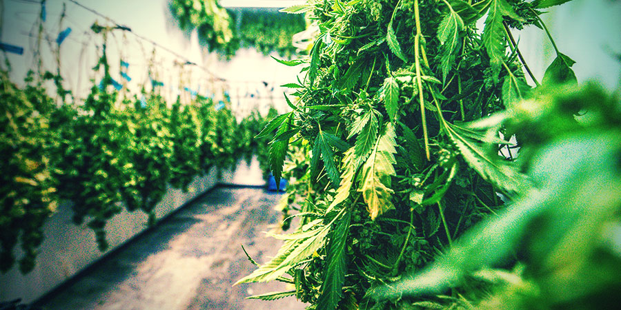 Jak spr&aacute;vně su&scaron;it a nechat dozr&aacute;t květy konop&iacute;