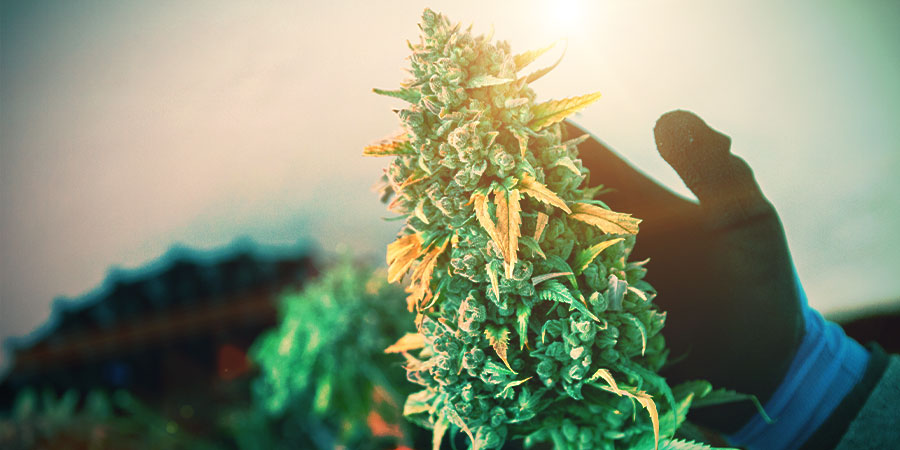 Kvetouc&iacute; konop&iacute;