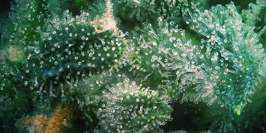 3. Skl&iacute;zejte ve spr&aacute;vn&yacute; čas