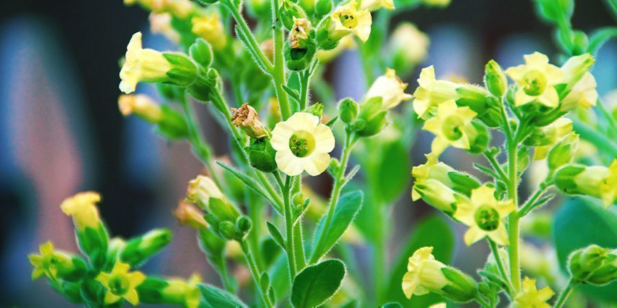 Ingredients Used To Make Rap&eacute;