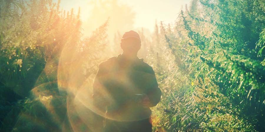 CBD Fix Auto: Cesta k medic&iacute;nsk&eacute;mu blahu