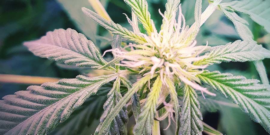 Ultim&aacute;tn&iacute; odrůda bohat&aacute; na CBD: CBD Fix Auto