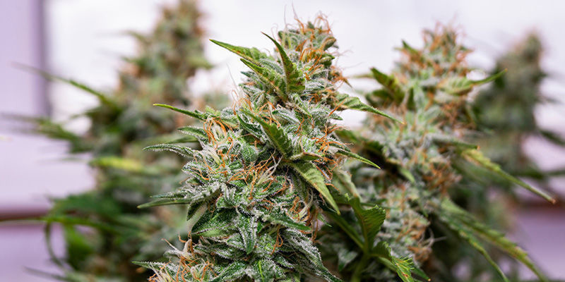 Wedding Cake od Zamnesia Seeds: Postar&aacute; se o dobrou n&aacute;ladu na spoustu večerů