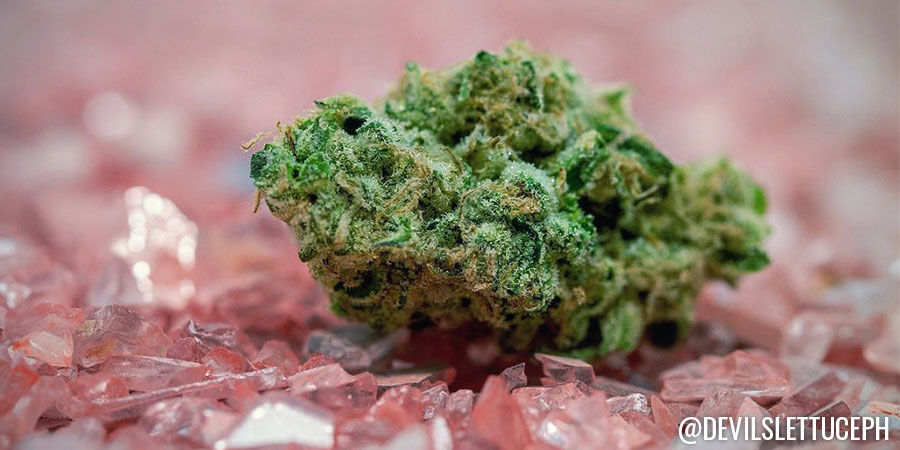 Devil&rsquo;s Lettuce Photography - Instagram