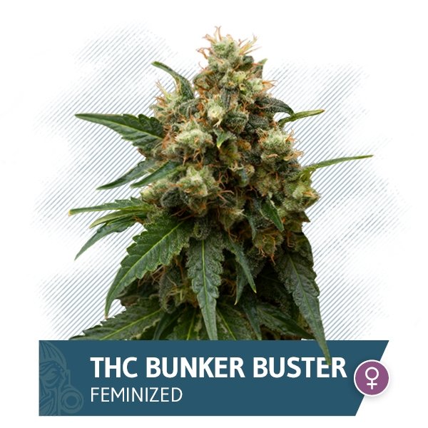 THC Bunker Buster (Zamnesia Seeds) feminizovan&aacute;