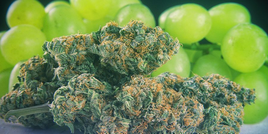 Kalini Asia Od Zamnesia Seeds: Jak&aacute; Ve Skutečnosti Je?