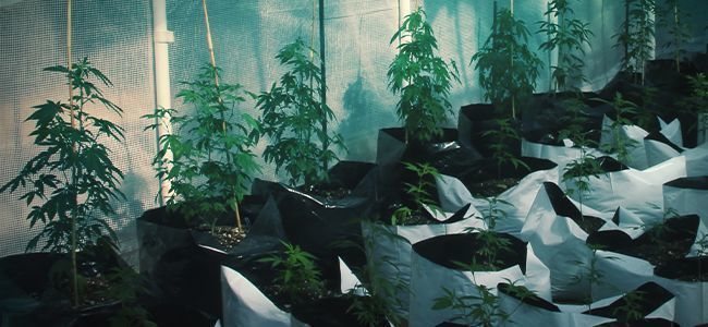 CO JE TAK CHYTR&Eacute;HO NA KVĚTIN&Aacute;ČI SMART POT?