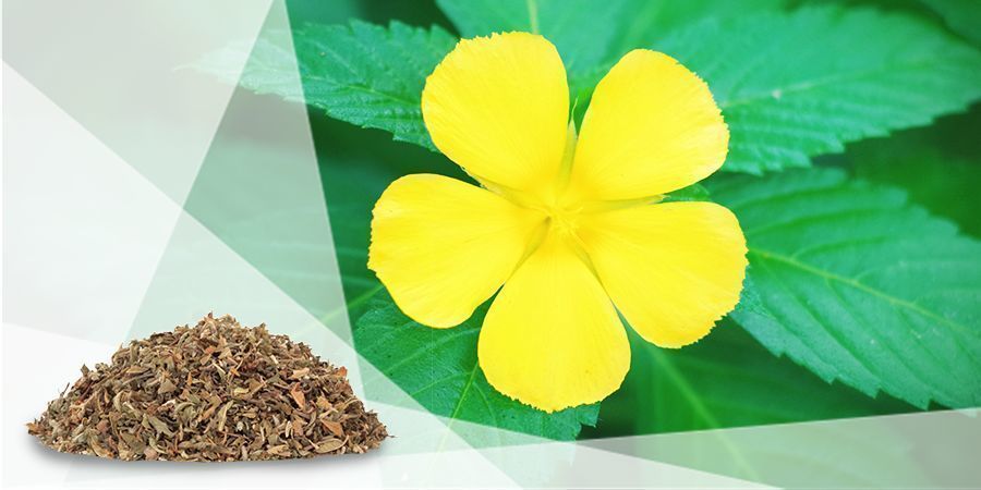 Dami&aacute;na (Turnera Afrodisiaca)