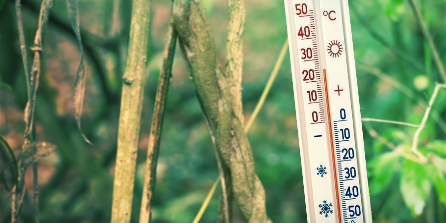 Zajistěte tepl&eacute; a vlhk&eacute; prostřed&iacute; pro pěstov&aacute;n&iacute; - Banisteriopsis caapi