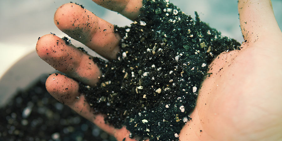 Připravte v&yacute;živnou, dobře propustnou půdu - Banisteriopsis caapi