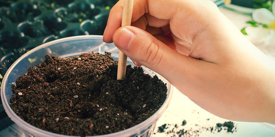 Přesazov&aacute;n&iacute; a dal&scaron;&iacute; p&eacute;če o rostliny - Banisteriopsis caapi