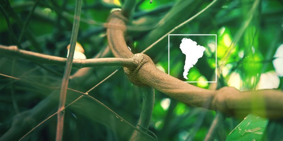 Co je Banisteriopsis caapi a proč si ji vypěstovat doma?