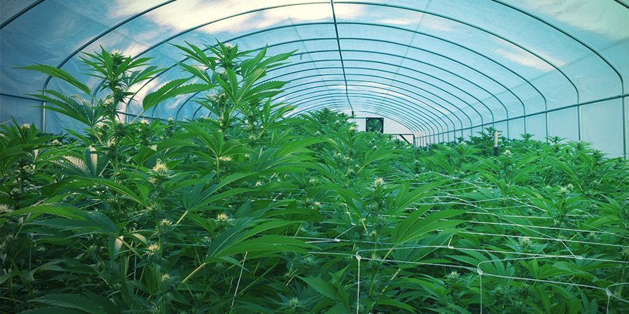 Venku - Průběžn&aacute; sklizeň konop&iacute;