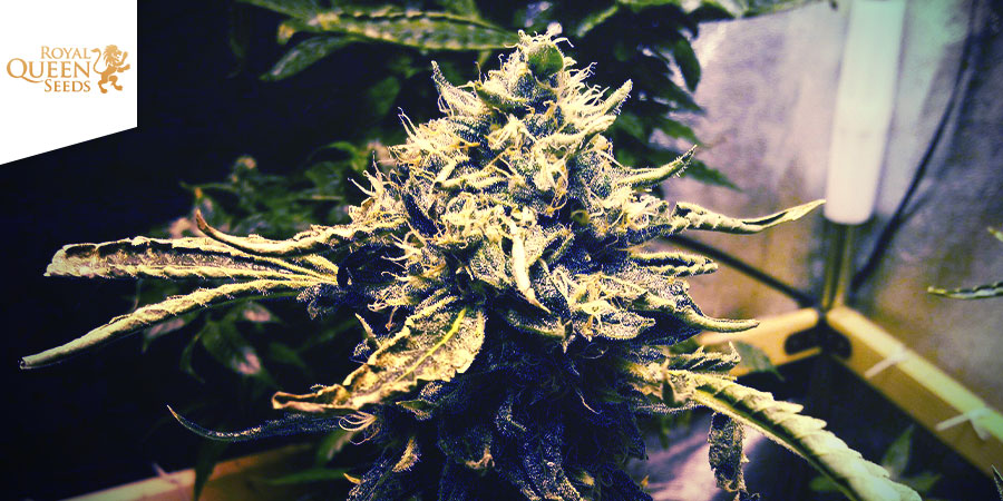 CRITICAL KUSH (ROYAL QUEEN SEEDS): SOUBOJ TIT&Aacute;NŮ