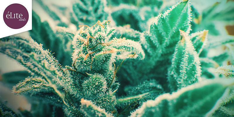 LA RICA CLASSIC THC (ELITE SEEDS): IBERIJSK&Aacute; INDICA